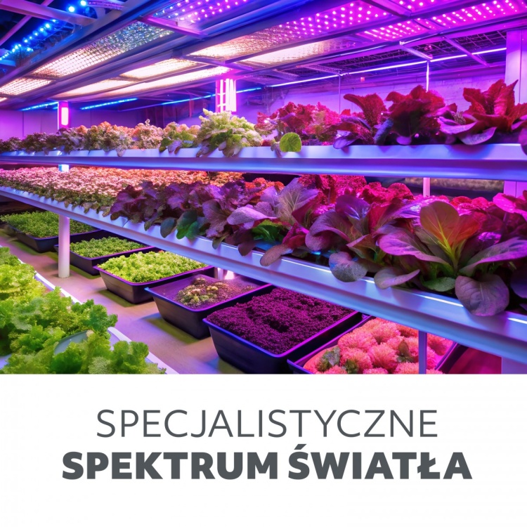 Żarówka do roślin LED PLANTY W 9W E27 1200K biała Kobi Design