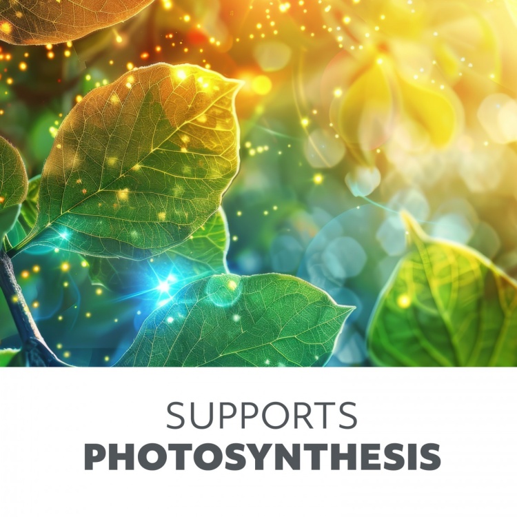 Żarówka do roślin LED PLANTY 24W E27 1200K Kobi design