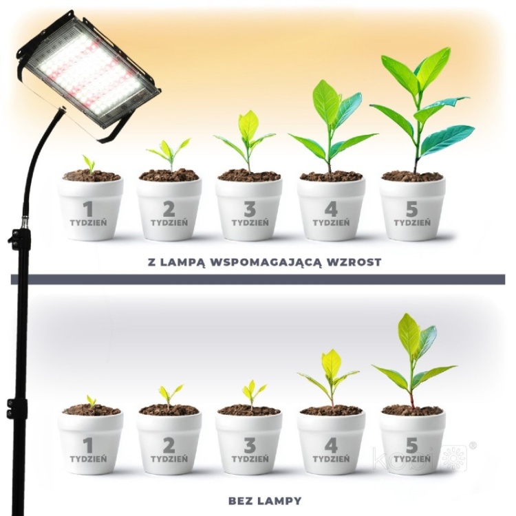 Lampa do roślin LED FIRON 45W Kobi Design rezultaty wykorzystania
