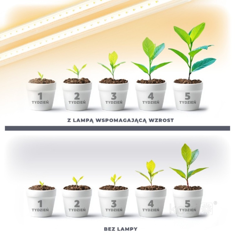 Lampa do roślin LED GROWLY 2x8,5W Kobi Design rezultaty wykorzystania