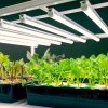 Lampa LED do growboxa GROWLY