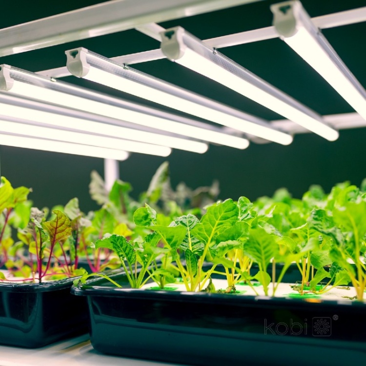 Lampa LED do growboxa GROWLY