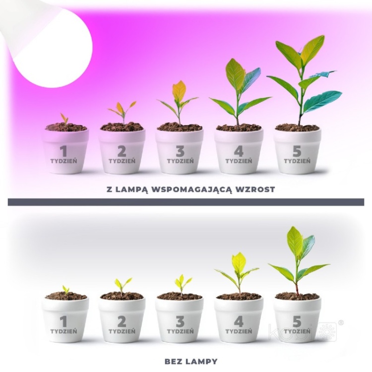 Żarówka do roślin LED PLANTY GS 11W E27 1200K Kobi Design rezultat wykorzystania