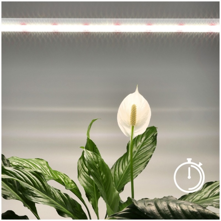 Lampa do roślin LED GROWLY 15W Kobi Design aranżacja