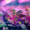 Lampka biurkowa PLANTY CLIP B 1xE27 czarna Kobi Design  zastosowanie