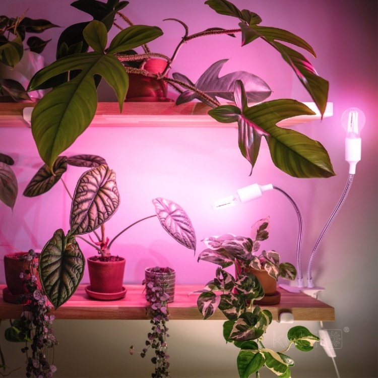 Lampka biurkowa PLANTY CLIP W DUO 2xE27 biała Kobi Design aranżacja
