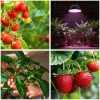 Czarna żarówka LED do roślin PLANTY 7W E27